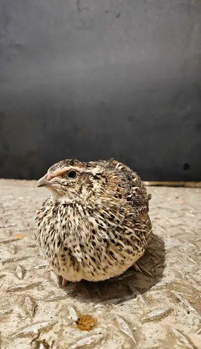 Du a la forte demande disponible en juin!!! Bonjour, Je possède un élevage de cailles. Cailles femel...