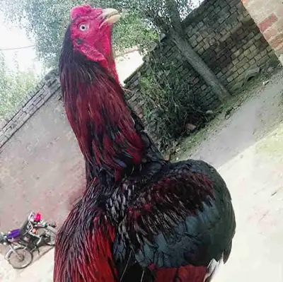 Looking for Aseel/Shamo Rooster, View more