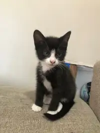 Kitten for rehoming 