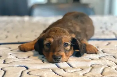 Dachshund puppies   , View more