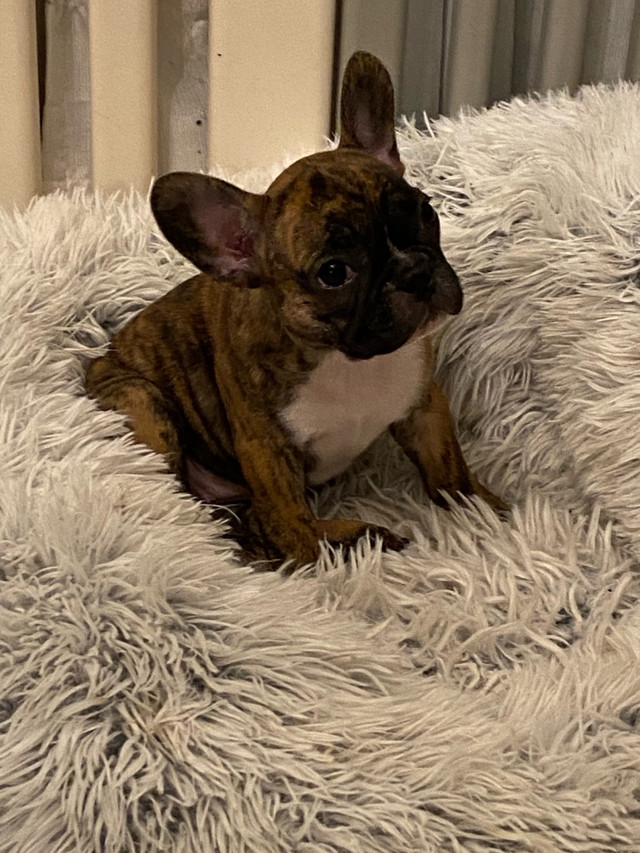 Frenchton Puppies Ready To Go  ❤️Showing  today! 8 weeks old ❤️ in Dogs & Puppies for Rehoming in Delta/Surrey/Langley - Image 4