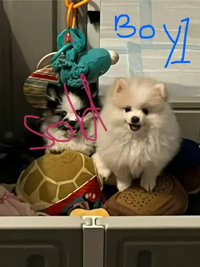 Pomeranian puppies, View more