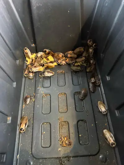 discoid roach colony, View more