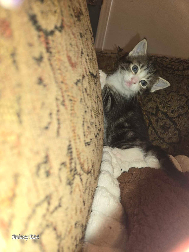ALL KITTENS HAVE FOUND NEW HOMES. in Cats & Kittens for Rehoming in St. Catharines - Image 2