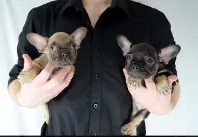 Low shed French Bulldogs for sale (fluffy gene), View more