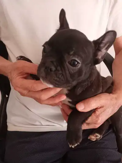 French bulldog puppies ready for rehoming, View more