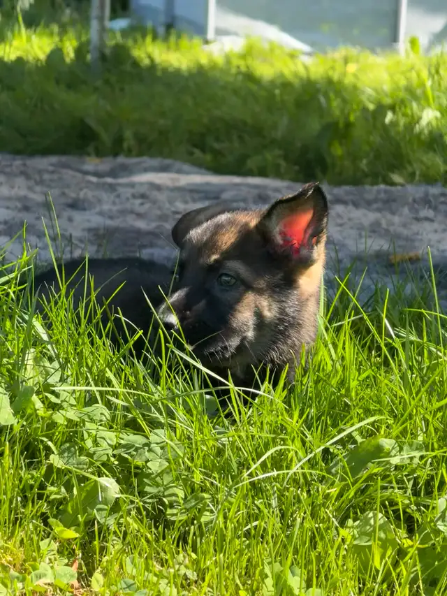 German Shepherd puppies in Dogs & Puppies for Rehoming in Ottawa - Image 5