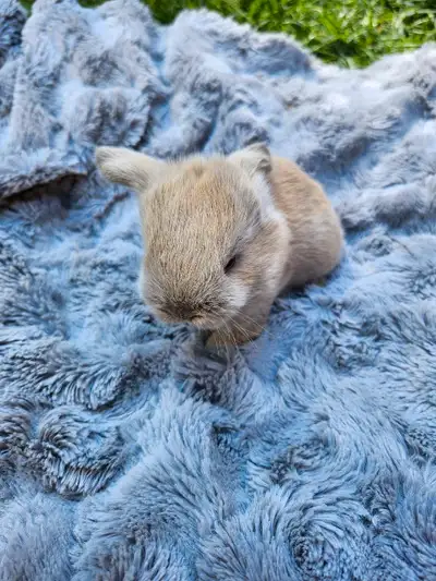 bébés lapins belier nain hollandais , View more