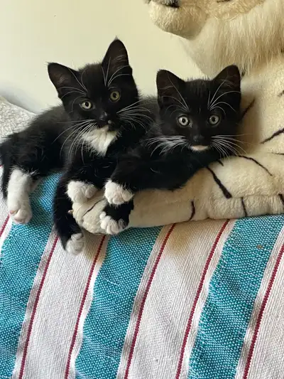 J'offre trois chatons adorables et joueurs qui sont à la recherche d'un foyer chaleureux. J’ai un mâ...