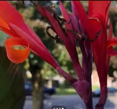 Enhance your garden with these vibrant canna lily bulbs, ready to bring a splash of colour next seas...