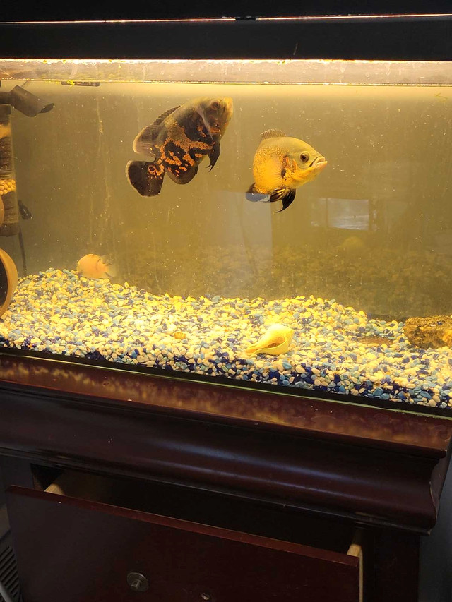 30 Gal Aquarium  in Fish for Rehoming in City of Toronto
