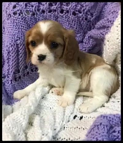 CAVALIER KING CHARLES PUPPIES, View more