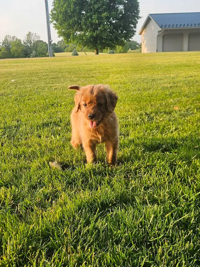Beautiful Golden Retriever Puppys in Dogs & Puppies for Rehoming in Kitchener / Waterloo - Image 4