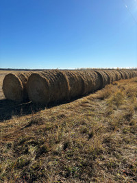 Barley straw