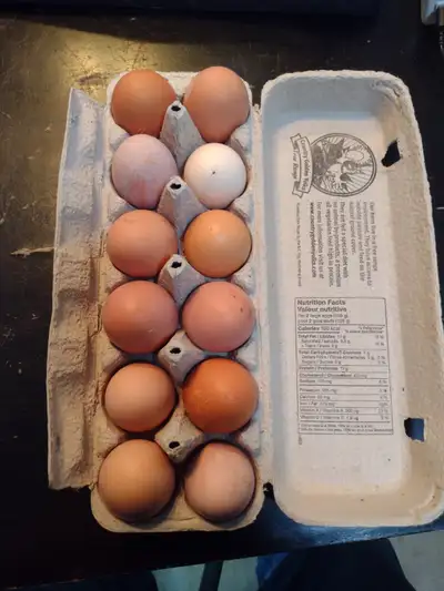 Free range eggs, View more