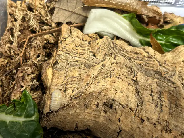 SOLD-Isopods-Armadillidium Vulgare ‘Magic Potion’ in Other in Markham / York Region - Image 5