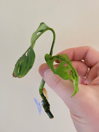 Monstera adansonii (swiss cheese plant) cutting for aquarium use