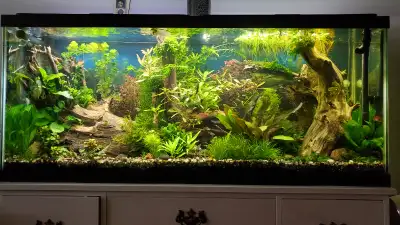 Aquarium plants. Read description for details., View more