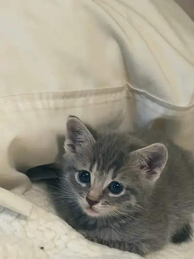 British shorthair X russian blue kitten, View more