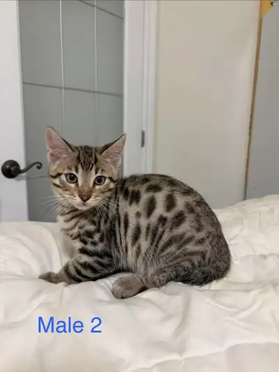 Bengal Kittens, View more