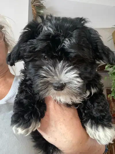 Havanese puppy, View more