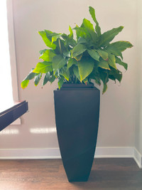 House Plant for sale