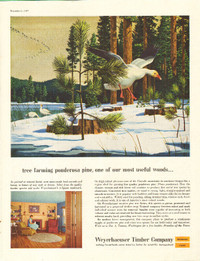 Full Page 1957 Weyerhaeuser Timber Company Ad