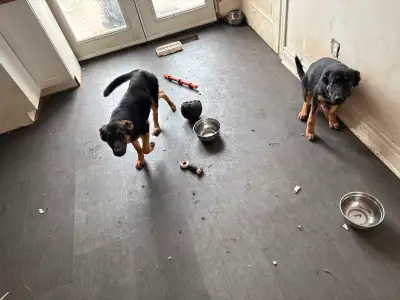 2 female German shepherd pups available
