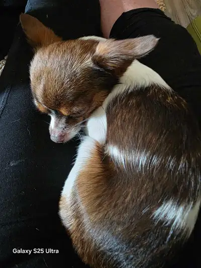Tiny Chihuahua Girl, View more