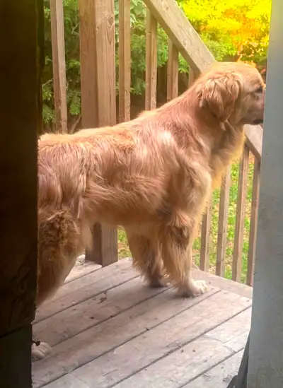 Chiot golden retriever de 1 ans mâle, View more