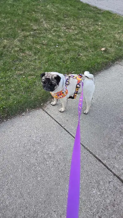 dog walking , View more