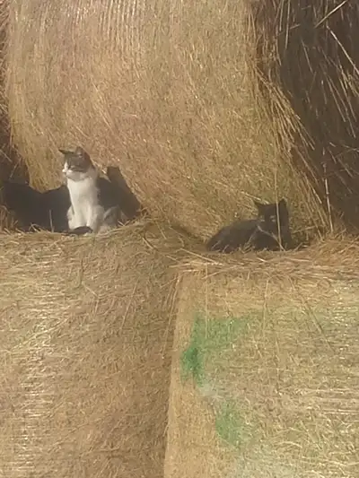 Looking for farm help, View more