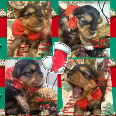 Yorkie/Biewer Puppies, View more