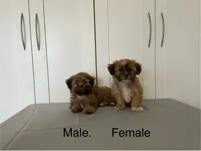 Shichon Puppies Available!  Shih-Tzu crossed with Bichon Frise!, View more