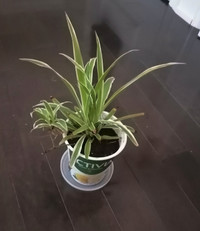Spider Plant, healthy