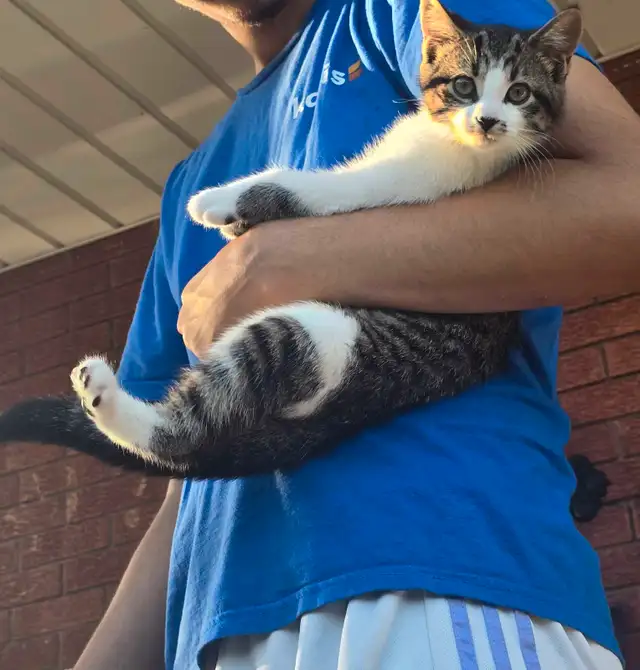 Kitten for rehoming in Cats & Kittens for Rehoming in Hamilton - Image 2