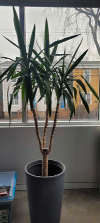 6.5 feet tall Yucca plant in large indoor/outdoor IKEA pot