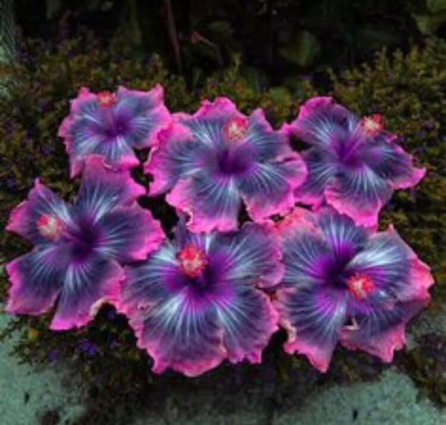 Special plant collection : Hybrid dans Plantes, engrais et terreaux  à Longueuil/Rive Sud