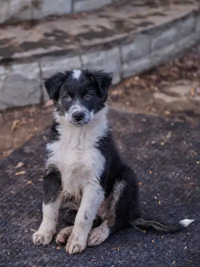 Border Collie puppies, View more