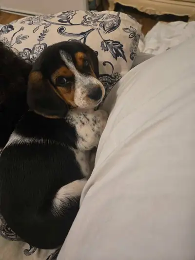 Hi! I am looking for loving home for this female beagle puppy. My dad recently brought her home, but...