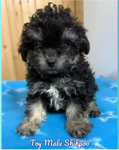 Mini / Toy Shihpoo  puppies F1B ❤️ ready to leave, View more