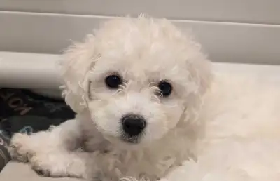 Purebred Bichon Frise Puppies – 3 Girls 1 Boy Remaining!, View more