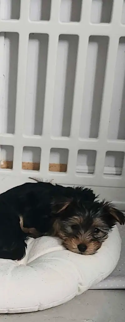 Yorkshire Puppy – Tiny & Adorable – First Shots Included! Currently 9 weeks old, they are ready to g...