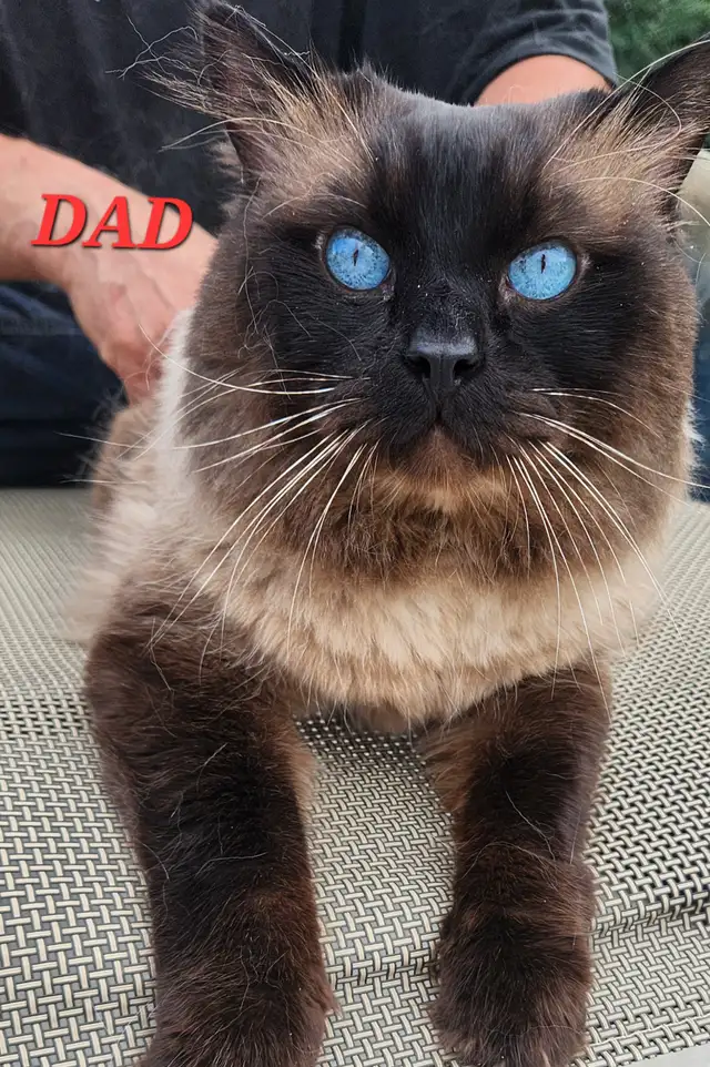 Top‑Quality Ragdoll Male Stud❤️