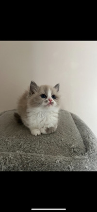 3 LEFT !!! Prebread Ragdoll ready for their forever home