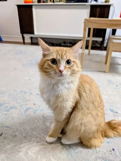 HYPOALLERGENIC MAINE COON X RAGDOLL KITTY, View more