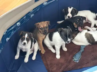 Jack Russell French Bulldog  cross puppies, View more
