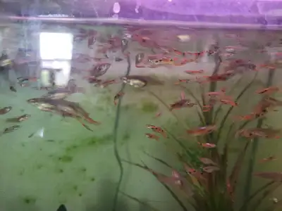 Endlers/Feeder fish, View more