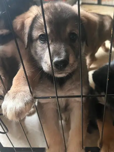 Border-Aussie / Husky-Bernese-Pyrenees mix puppies., View more