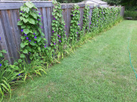 Morning Glory flowers (Ipomea)  seeds, set for 45 ft GreenFence